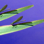 P1030917 LIBELLULA 2 copia