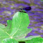 P1050723 ok 22