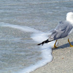P1220708 Sarasota piccola