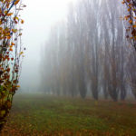 a nebbia 2 piccola