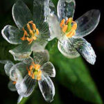 fiori bianchi