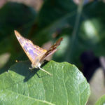 P1050672 ok