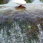 P1230728 cigno3 piccola