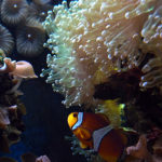 P1230252 acquario piccola
