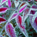 DSCN0803colorata neve