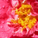 DSCN0990