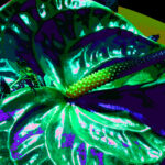 DSCN1803 modifica66
