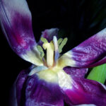 DSCN4857mod1